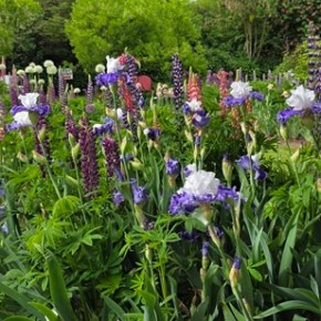 Schreiner’s Iris Gardens – open now through May&nbsp;31st!
