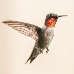 Jeff Wittler Speaks about Hummingbirds – Sep 23,&nbsp;2026