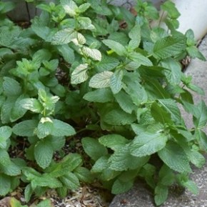 Medicinal Herbs, Garden Delights Farm – Oct 28,&nbsp;1pm-ish